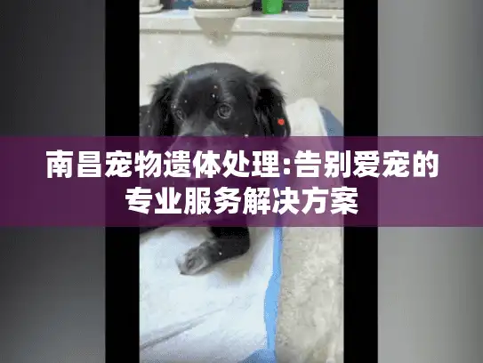 南昌宠物遗体处理:告别爱宠的专业服务解决方案