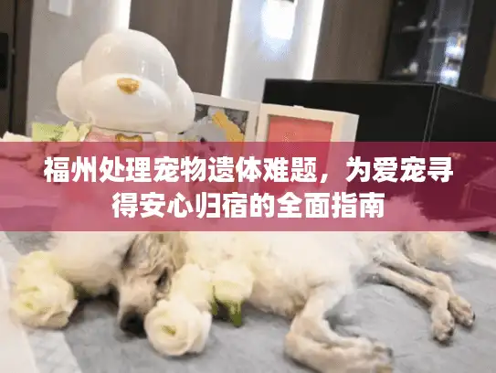 福州处理宠物遗体难题，为爱宠寻得安心归宿的全面指南