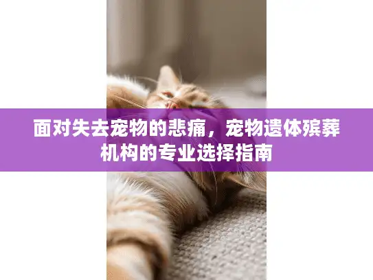 面对失去宠物的悲痛，宠物遗体殡葬机构的专业选择指南