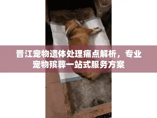 晋江宠物遗体处理痛点解析，专业宠物殡葬一站式服务方案
