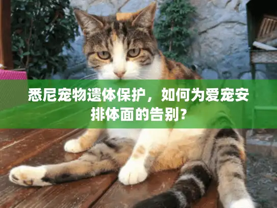 悉尼宠物遗体保护，如何为爱宠安排体面的告别？