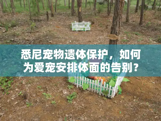 悉尼宠物遗体保护，如何为爱宠安排体面的告别？