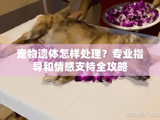 宠物遗体怎样处理？专业指导和情感支持全攻略