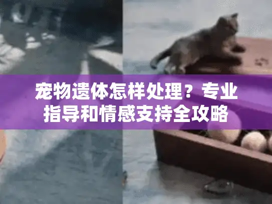 宠物遗体怎样处理？专业指导和情感支持全攻略