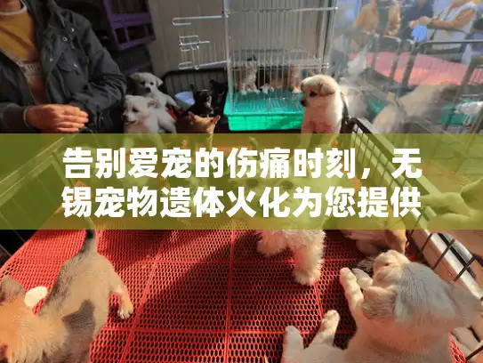 告别爱宠的伤痛时刻，无锡宠物遗体火化为您提供温暖解决方案