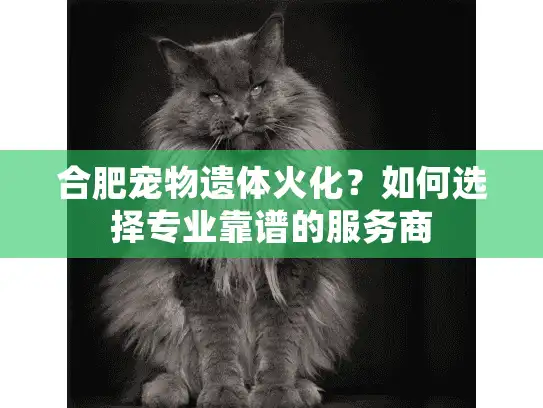 合肥宠物遗体火化？如何选择专业靠谱的服务商