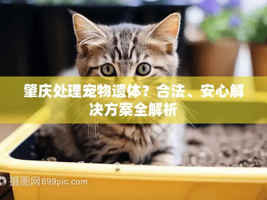 肇庆处理宠物遗体？合法、安心解决方案全解析