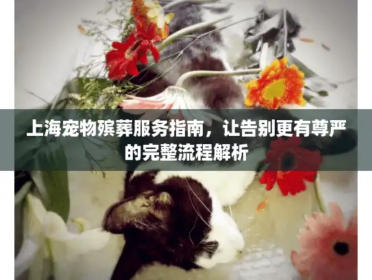 上海宠物殡葬服务指南，让告别更有尊严的完整流程解析