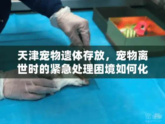 天津宠物遗体存放，宠物离世时的紧急处理困境如何化解？