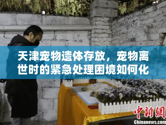 天津宠物遗体存放，宠物离世时的紧急处理困境如何化解？