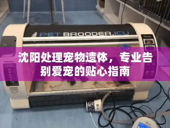 沈阳处理宠物遗体，专业告别爱宠的贴心指南