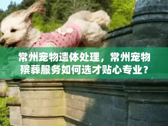 常州宠物遗体处理，常州宠物殡葬服务如何选才贴心专业？
