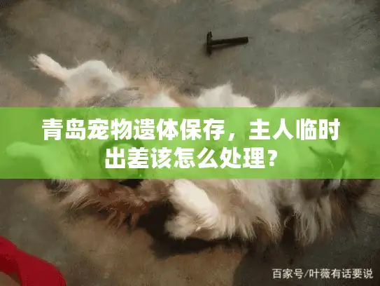青岛宠物遗体保存，主人临时出差该怎么处理？