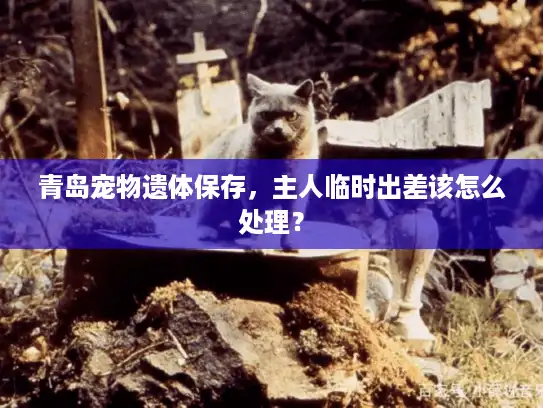 青岛宠物遗体保存，主人临时出差该怎么处理？