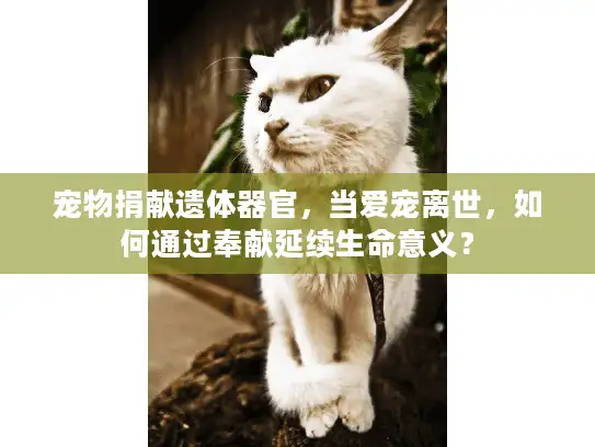 宠物捐献遗体器官，当爱宠离世，如何通过奉献延续生命意义？