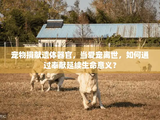 宠物捐献遗体器官，当爱宠离世，如何通过奉献延续生命意义？