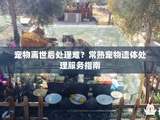 宠物离世后处理难？常熟宠物遗体处理服务指南