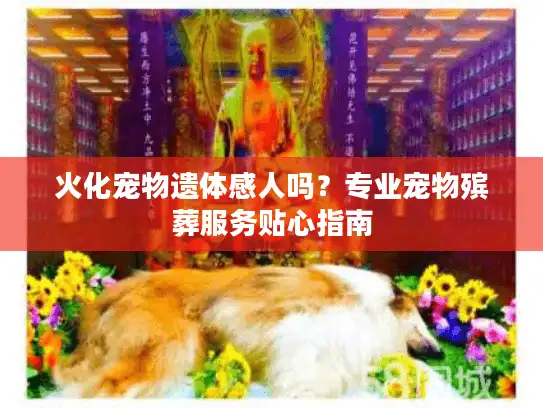 火化宠物遗体感人吗？专业宠物殡葬服务贴心指南
