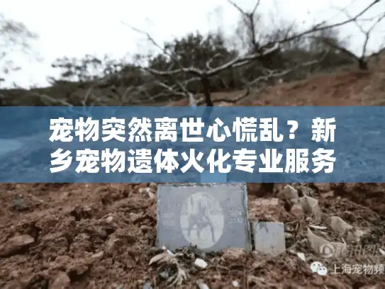 宠物突然离世心慌乱？新乡宠物遗体火化专业服务快速助您渡难关
