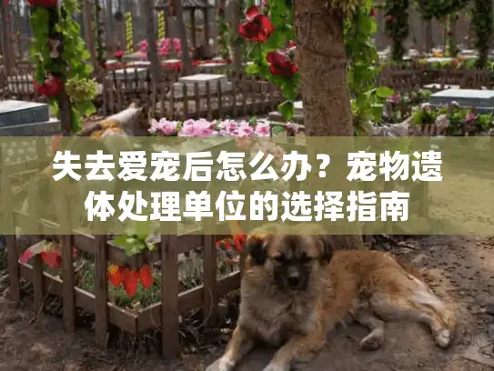 失去爱宠后怎么办？宠物遗体处理单位的选择指南