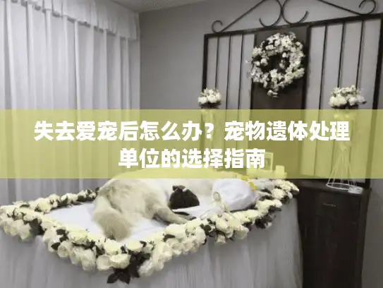 失去爱宠后怎么办？宠物遗体处理单位的选择指南