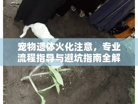 宠物遗体火化注意，专业流程指导与避坑指南全解析