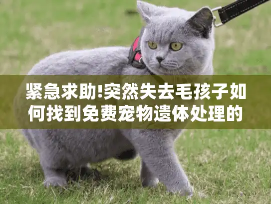 紧急求助!突然失去毛孩子如何找到免费宠物遗体处理的可靠正规服务?