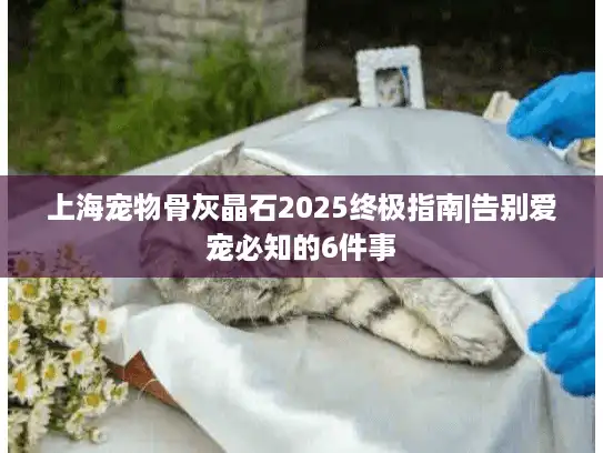 上海宠物骨灰晶石2025终极指南|告别爱宠必知的6件事