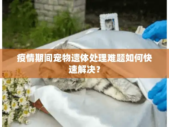 疫情期间宠物遗体处理难题如何快速解决？