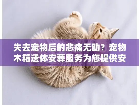失去宠物后的悲痛无助？宠物木箱遗体安葬服务为您提供安心方案