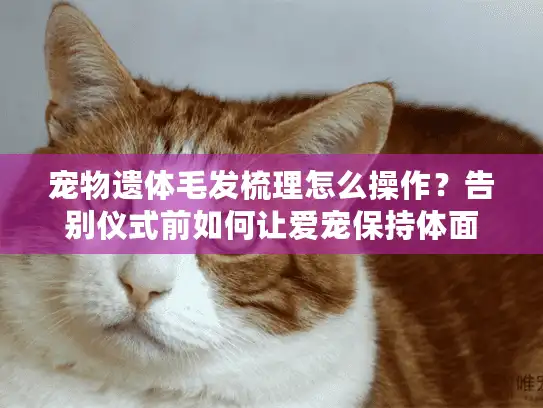宠物遗体毛发梳理怎么操作？告别仪式前如何让爱宠保持体面