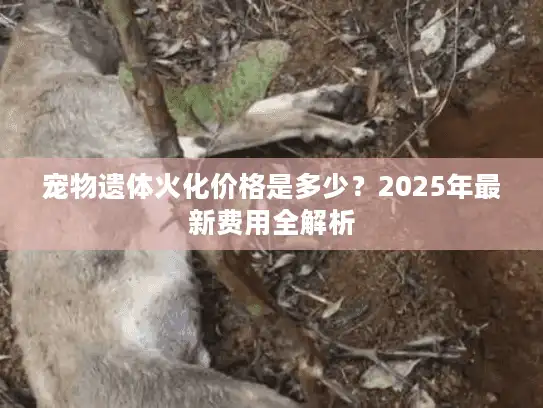 宠物遗体火化价格是多少？2025年最新费用全解析