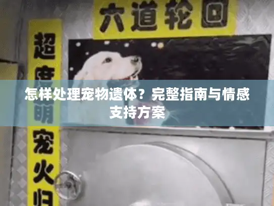 怎样处理宠物遗体？完整指南与情感支持方案