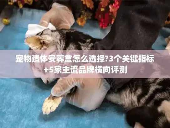 宠物遗体安葬盒怎么选择?3个关键指标+5家主流品牌横向评测