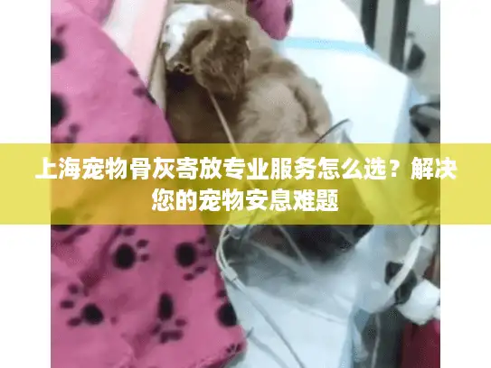 上海宠物骨灰寄放专业服务怎么选？解决您的宠物安息难题