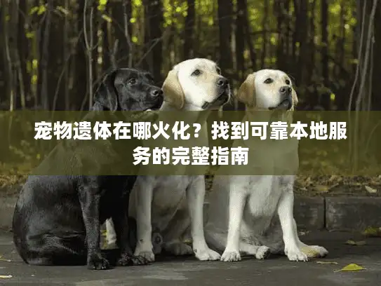 宠物遗体在哪火化？找到可靠本地服务的完整指南