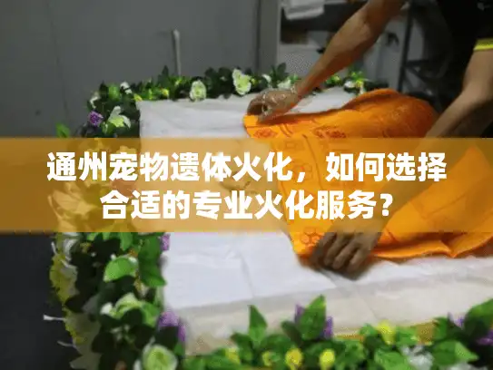 通州宠物遗体火化，如何选择合适的专业火化服务？