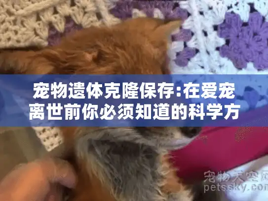 宠物遗体克隆保存:在爱宠离世前你必须知道的科学方案