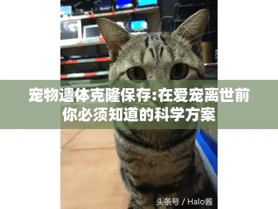 宠物遗体克隆保存:在爱宠离世前你必须知道的科学方案