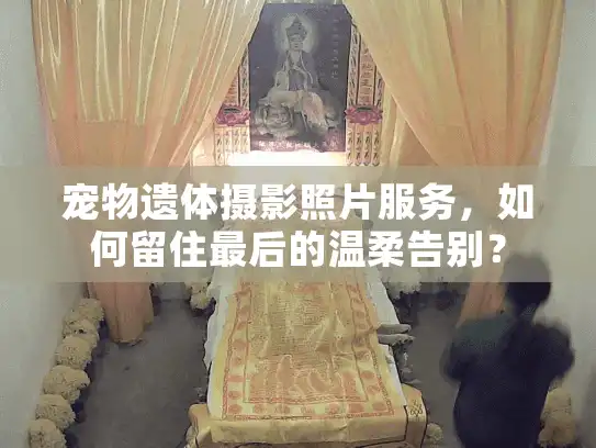 宠物遗体摄影照片服务，如何留住最后的温柔告别？