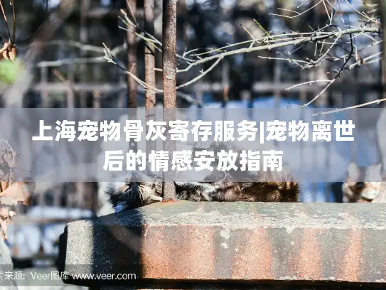 上海宠物骨灰寄存服务|宠物离世后的情感安放指南