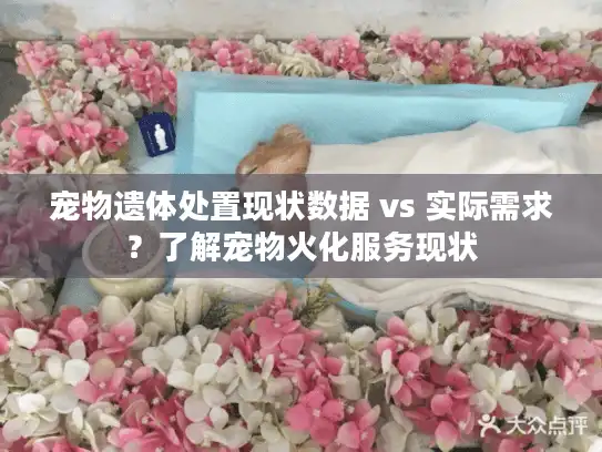 宠物遗体处置现状数据 vs 实际需求？了解宠物火化服务现状