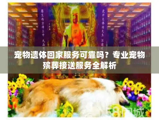 宠物遗体回家服务可靠吗？专业宠物殡葬接送服务全解析