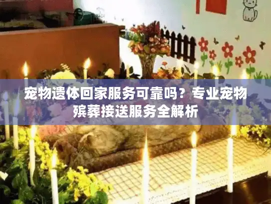 宠物遗体回家服务可靠吗？专业宠物殡葬接送服务全解析