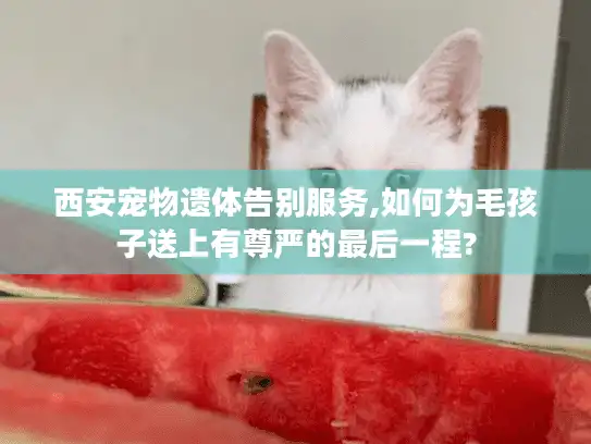 西安宠物遗体告别服务,如何为毛孩子送上有尊严的最后一程?