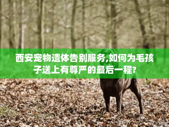 西安宠物遗体告别服务,如何为毛孩子送上有尊严的最后一程?