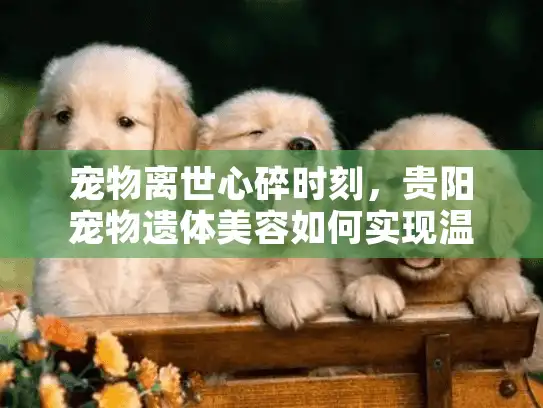 宠物离世心碎时刻，贵阳宠物遗体美容如何实现温暖告别？