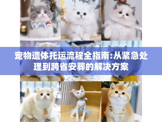 宠物遗体托运流程全指南:从紧急处理到跨省安葬的解决方案