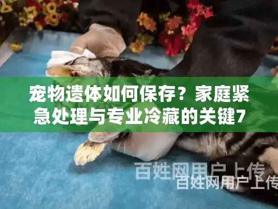 宠物遗体如何保存？家庭紧急处理与专业冷藏的关键72小时