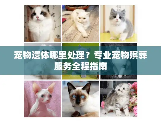 宠物遗体哪里处理？专业宠物殡葬服务全程指南